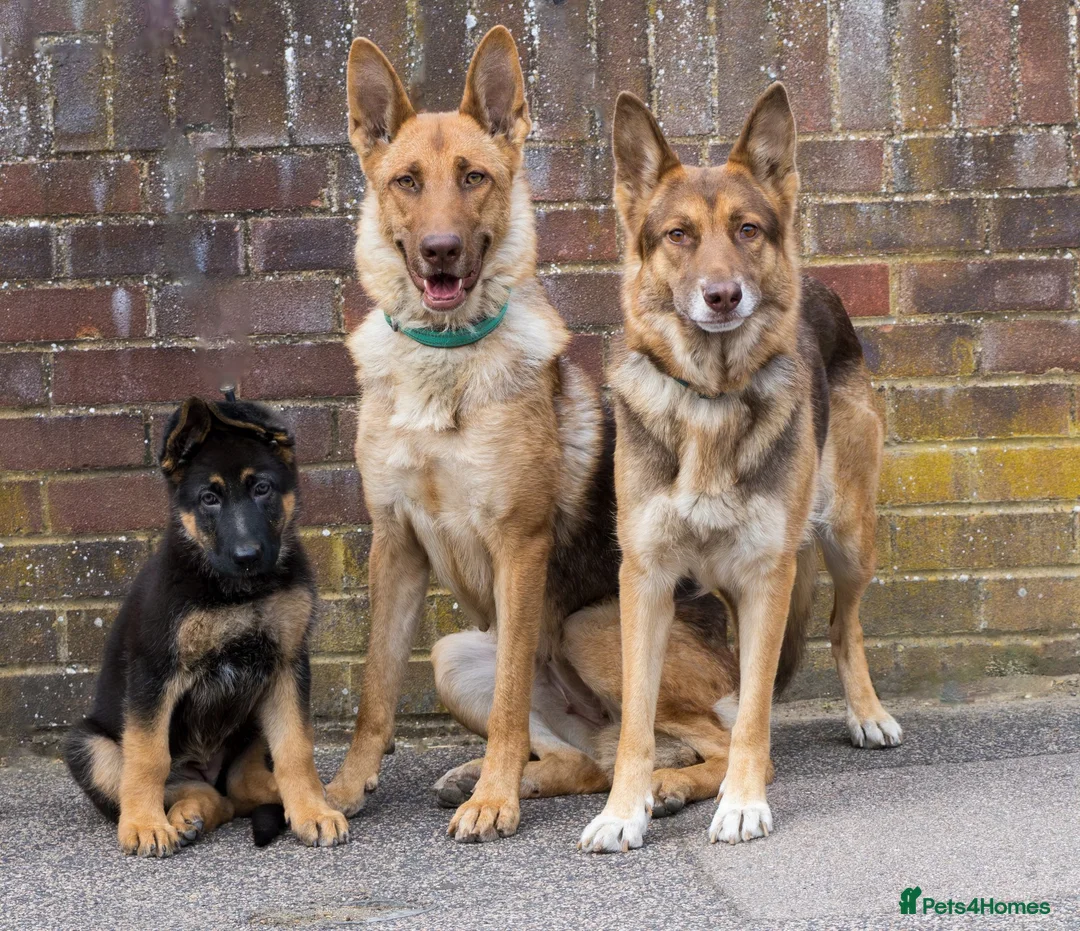 German Shepherd dogs for sale: German Shepherd Pup - Advert 5