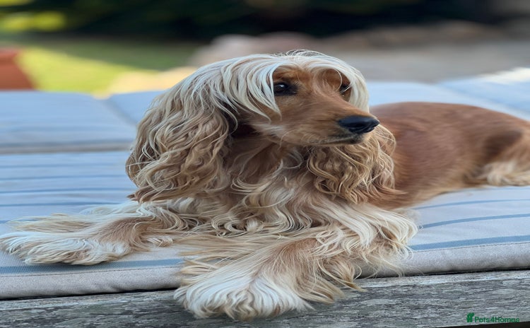 Cocker Spaniel dogs - Advert 2