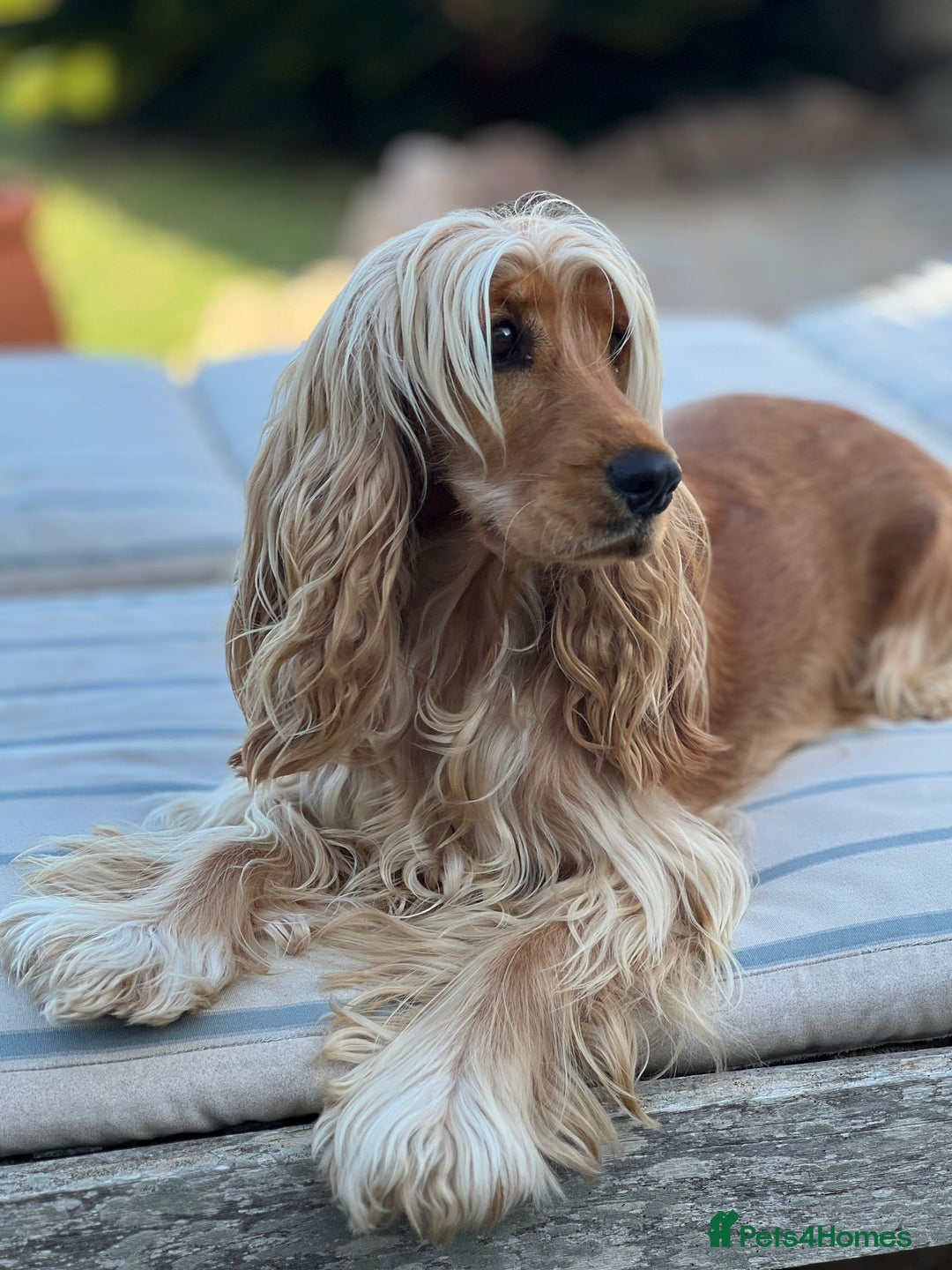 Cocker Spaniel dogs for sale: GOLDEN health tested show cocker spaniel pups - Image 3