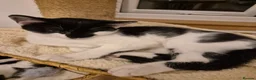 Mixed Breed cats for sale: Unique Black and White "Frosted" Bicolor kittens - Advert 10