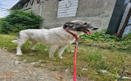 Mixed Breed dogs for adoption: Beautiful and Gentle HEIDI - for a Loving Home - Image 20