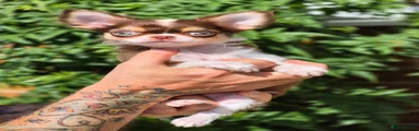 Chihuahua 4