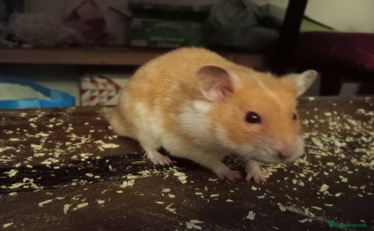 Hamster rodents - Advert 1