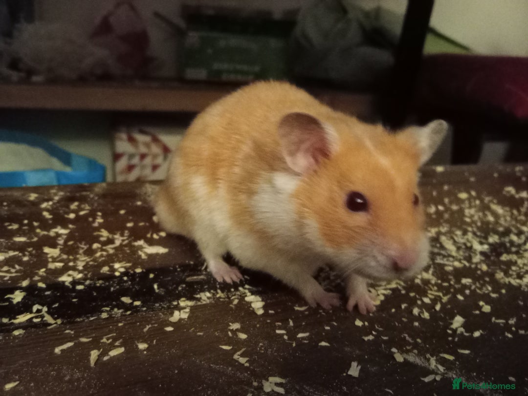 Hamster rodents for sale: Joey 8 months old we fell out - Image 1