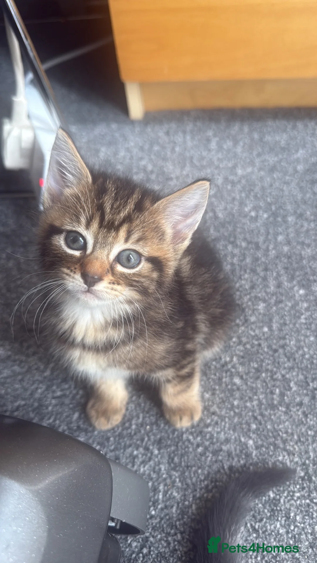 Mixed Breed cats for sale: 8 week old female kitten - Advert 1
