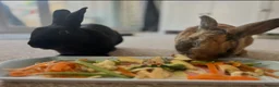 Rex rabbits for sale: 2 brother Rex bunnies  in Christchurch - Advert 1