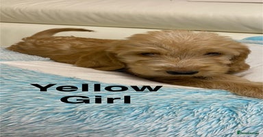 Labradoodle dogs - Advert 9