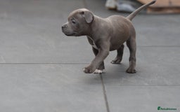 Staffordshire Bull Terrier dogs for sale: 🐾 Staffordshire Bull Terrier Puppies for Sale 🐾 - Image 7