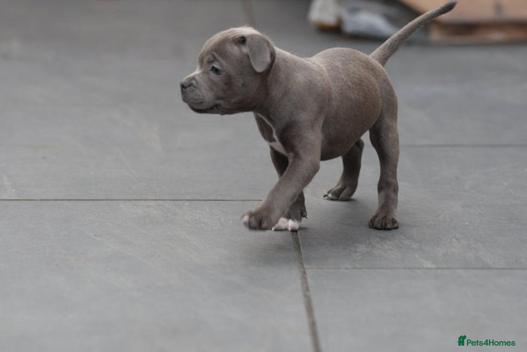 Staffordshire Bull Terrier dogs for sale: 🐾 Staffordshire Bull Terrier Puppies for Sale 🐾 - Image 7
