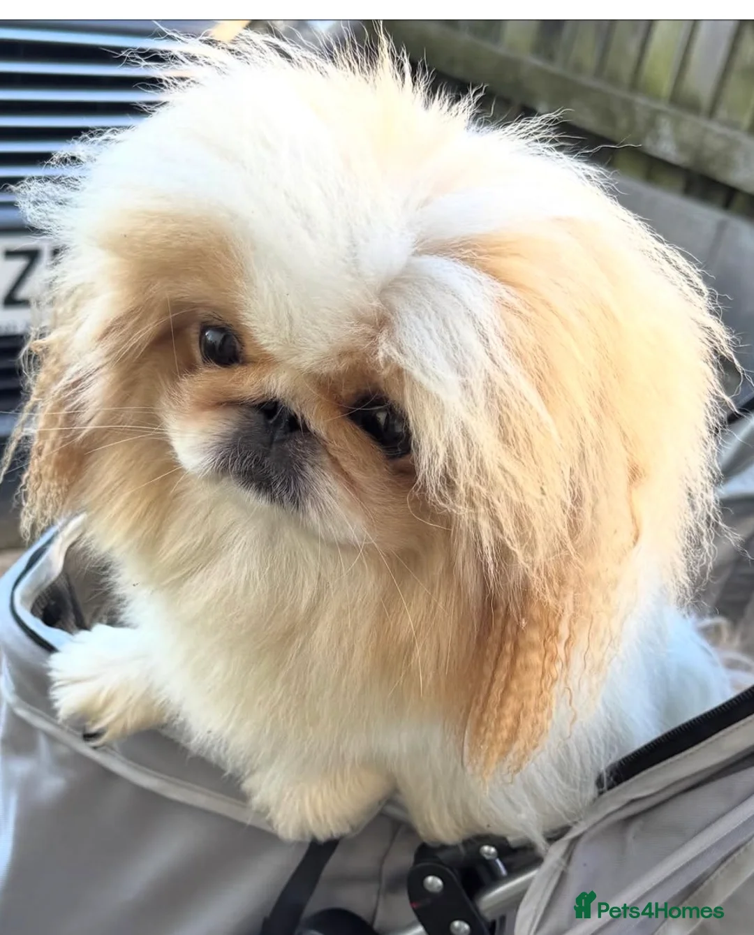 Pekingese dogs for sale: Pekingese puppys - Advert 2