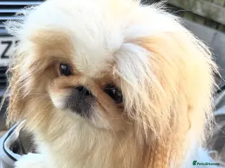 Pekingese dogs Pekingese puppys - Advert 3