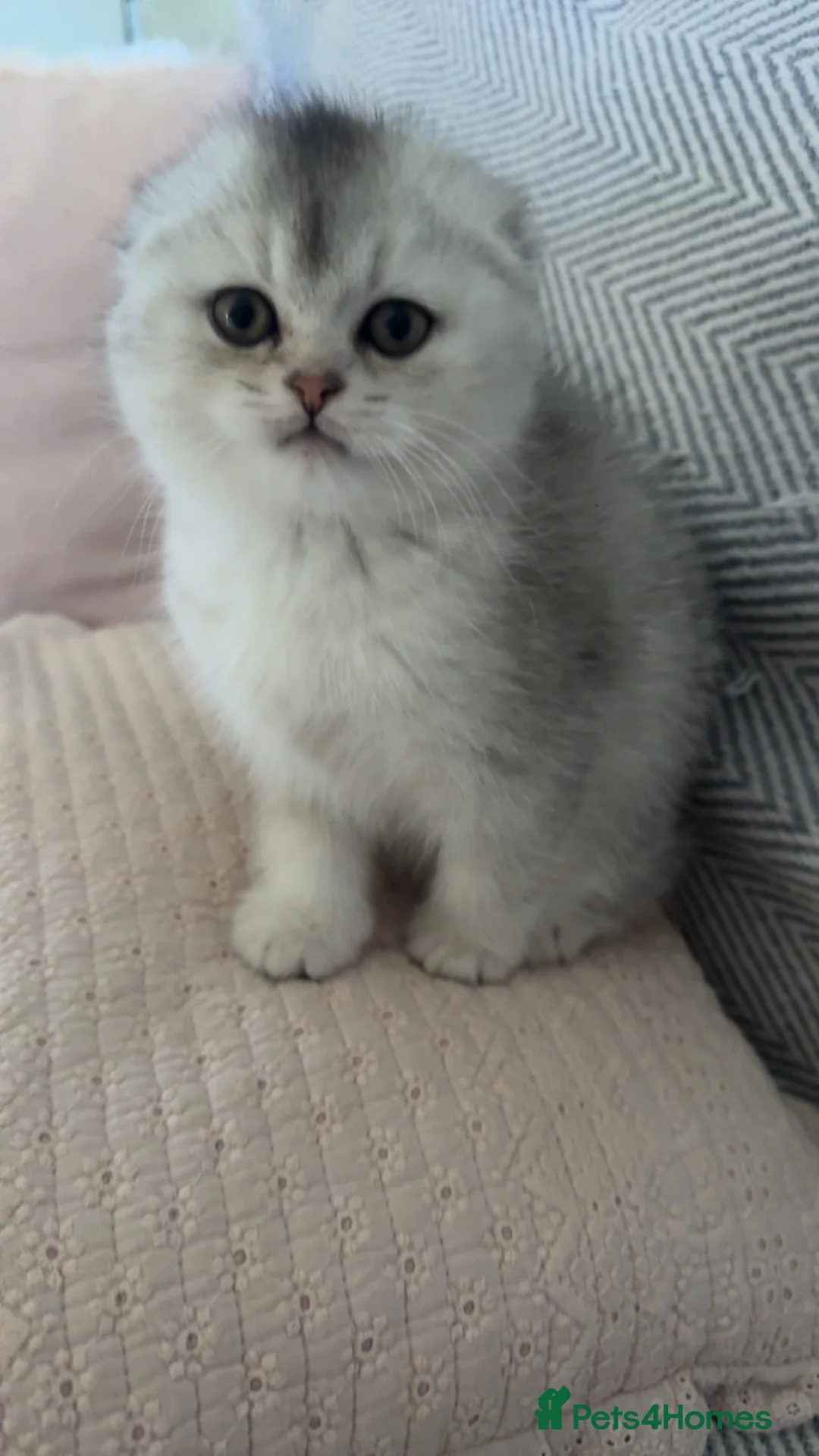 Scottish Fold cats for sale: Tica registered Scottish folds - Advert 2