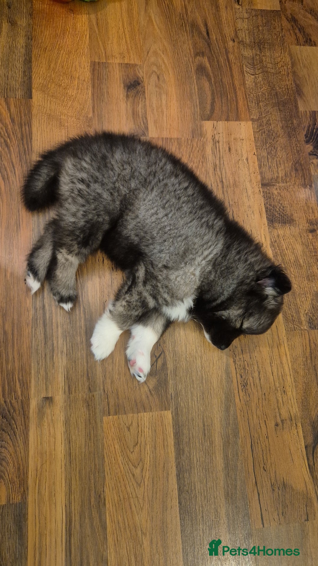 Pomsky dogs for sale: Perfect Female pomsky blue eyes - Advert 5