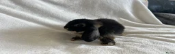 Mini Lop rabbits for sale: Mini Lop Girl Available Now!  - Advert 4