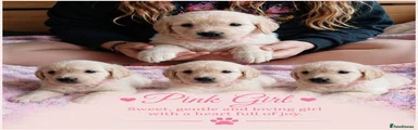 Pink Collar Girl
