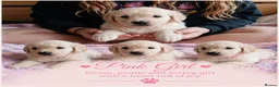 Golden Retriever dogs for sale: Beautiful Home Raised Golden Retriever Puppies - Advert 26