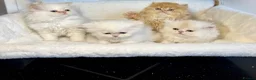 Persian cats for sale: BEAUTIFUL DOLL FACE FULL PERSIAN LONG HAIR KITTEN in Barnet - Advert 7