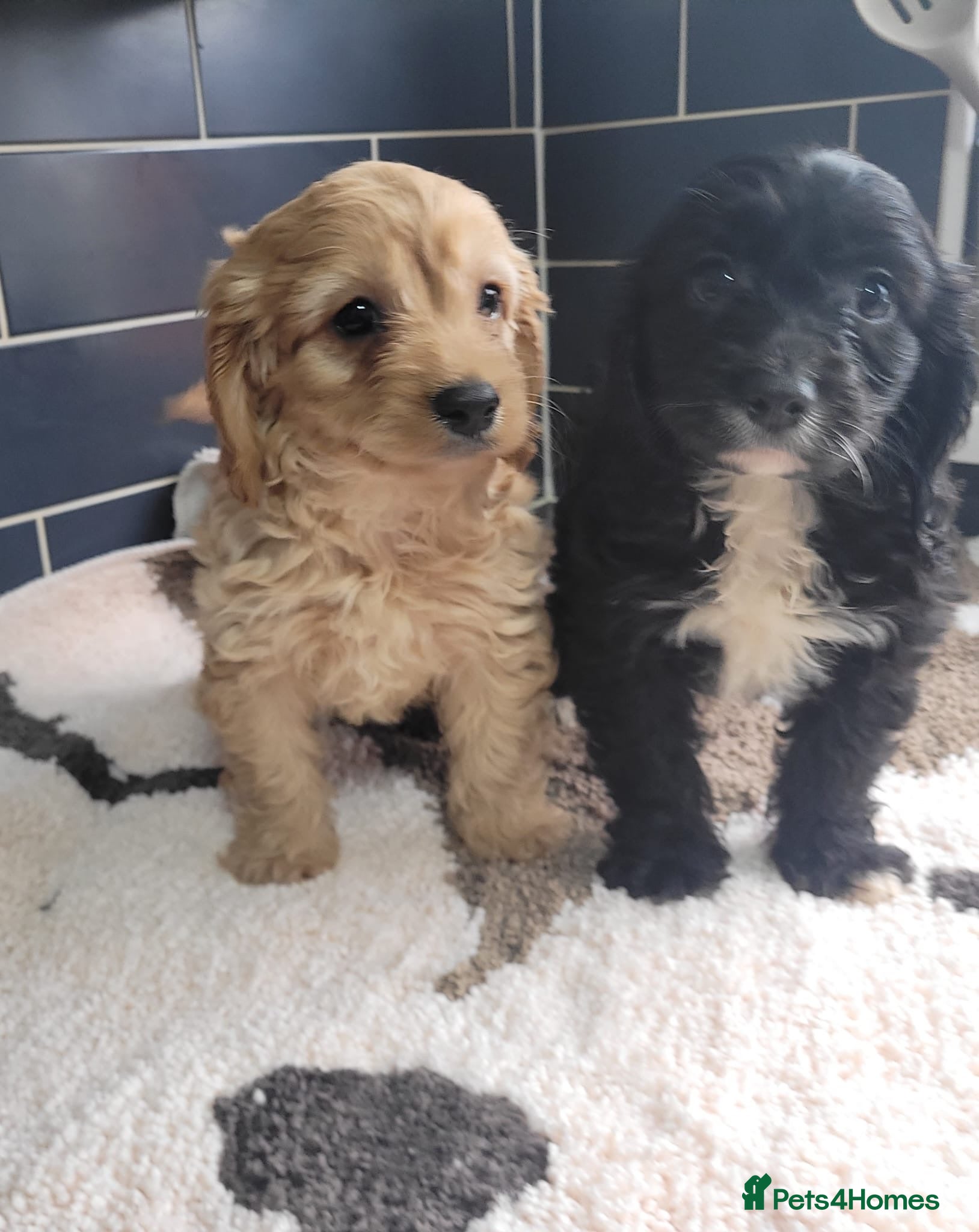 Cavapoo dogs You F1 Cavapoo puppies - Advert 3