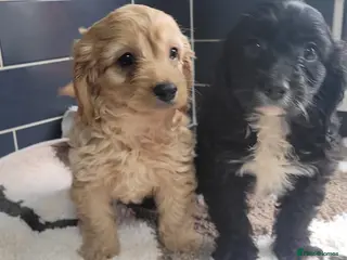 Cavapoo dogs You F1 Cavapoo puppies - Advert 3