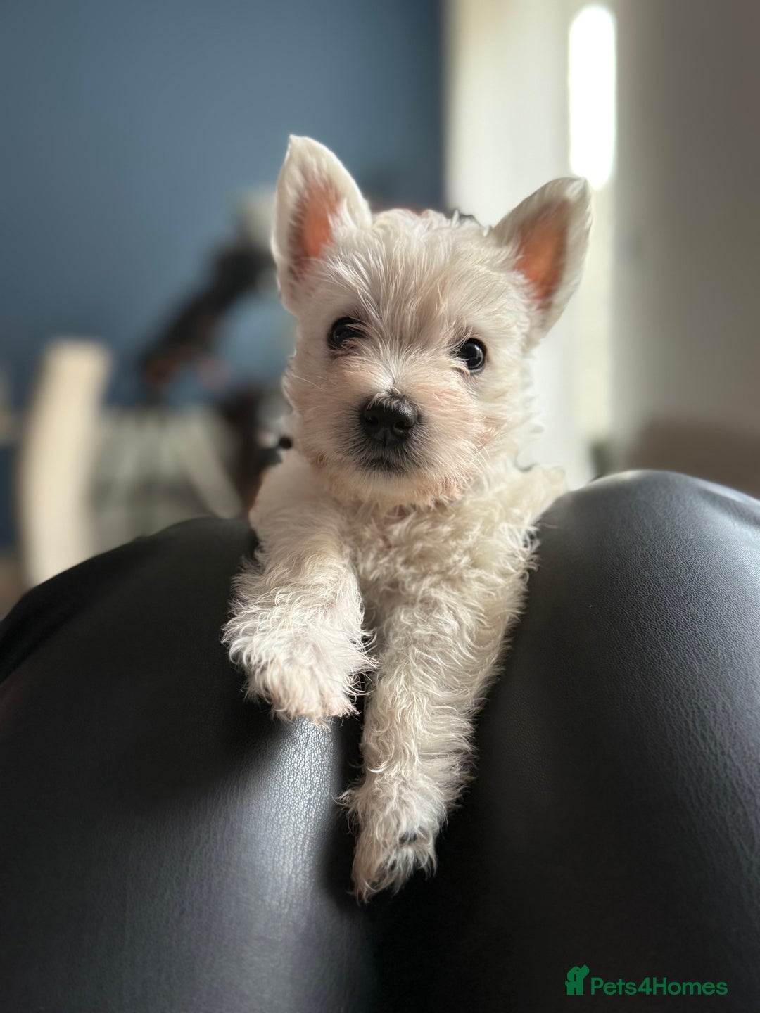 West Highland Terrier dogs for sale: Only 4 Westie Puppies Left – Ready for Homes Now! - Advert 22