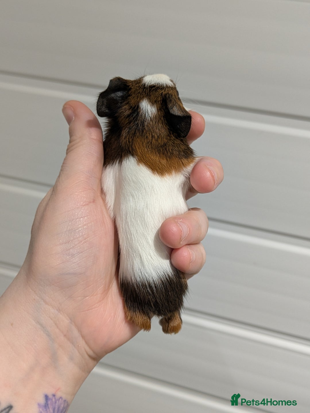 Guinea Pig rodents for sale: Guinea pigs location Dagenham Essex  - Advert 14