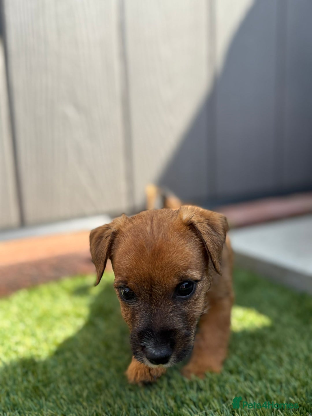 Jack Russell dogs for sale: Beautiful jack russel puppies  - Image 7