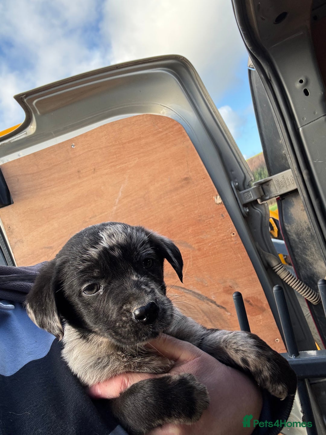 Mixed Breed dogs for sale: 🔥 collie x Labrador pups 🔥 - Advert 14