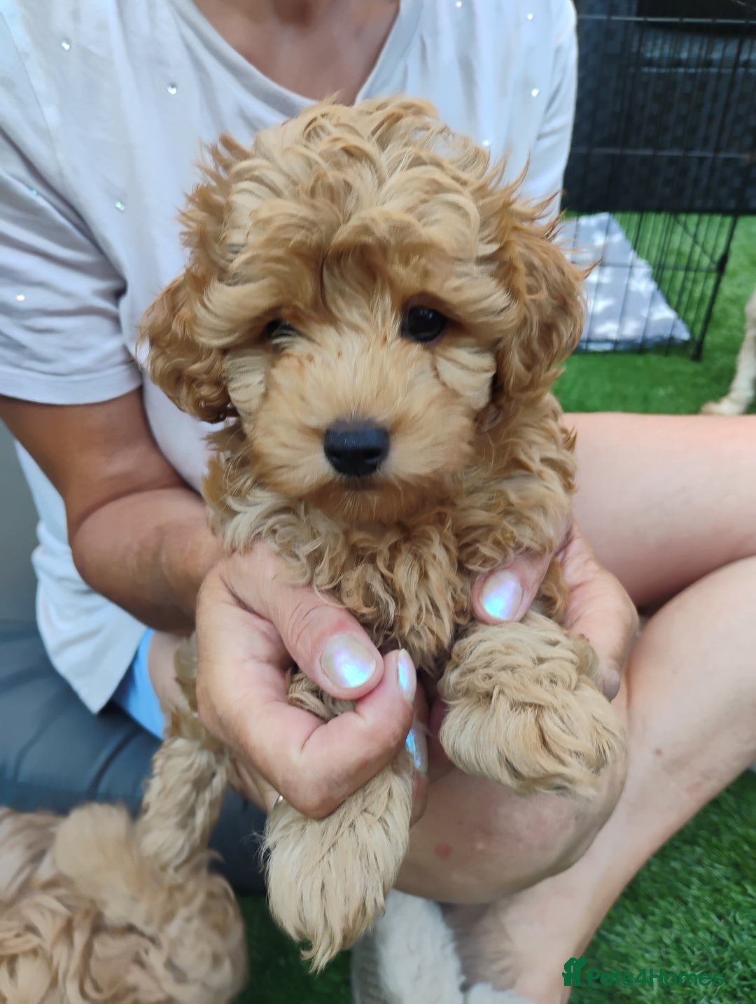 Maltipoo dogs for sale: Beautiful Maltipoo boys for sale 🐾 - Image 23