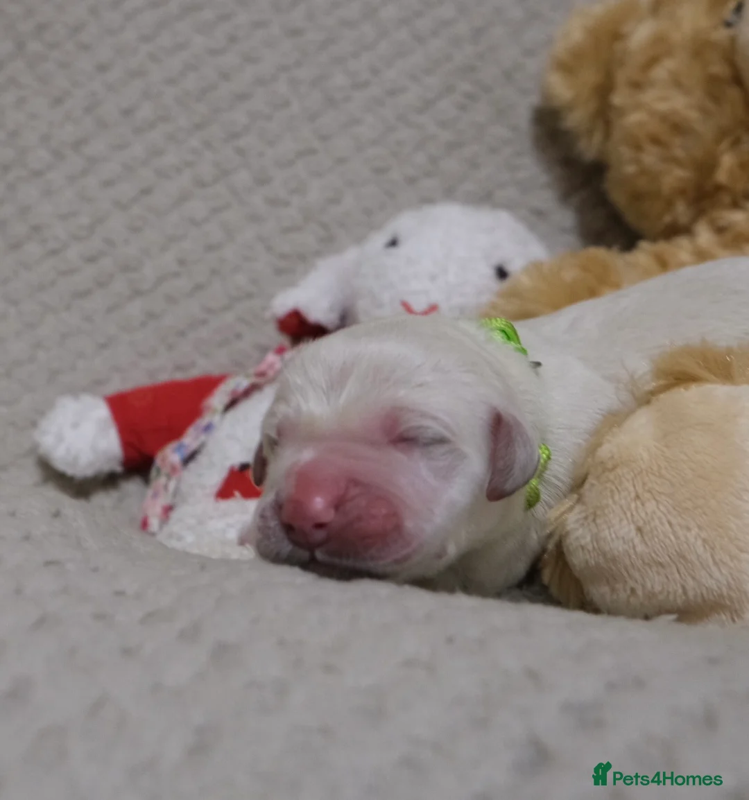 Golden Retriever dogs for sale: Beautiful Golden retriever pups - Advert 15