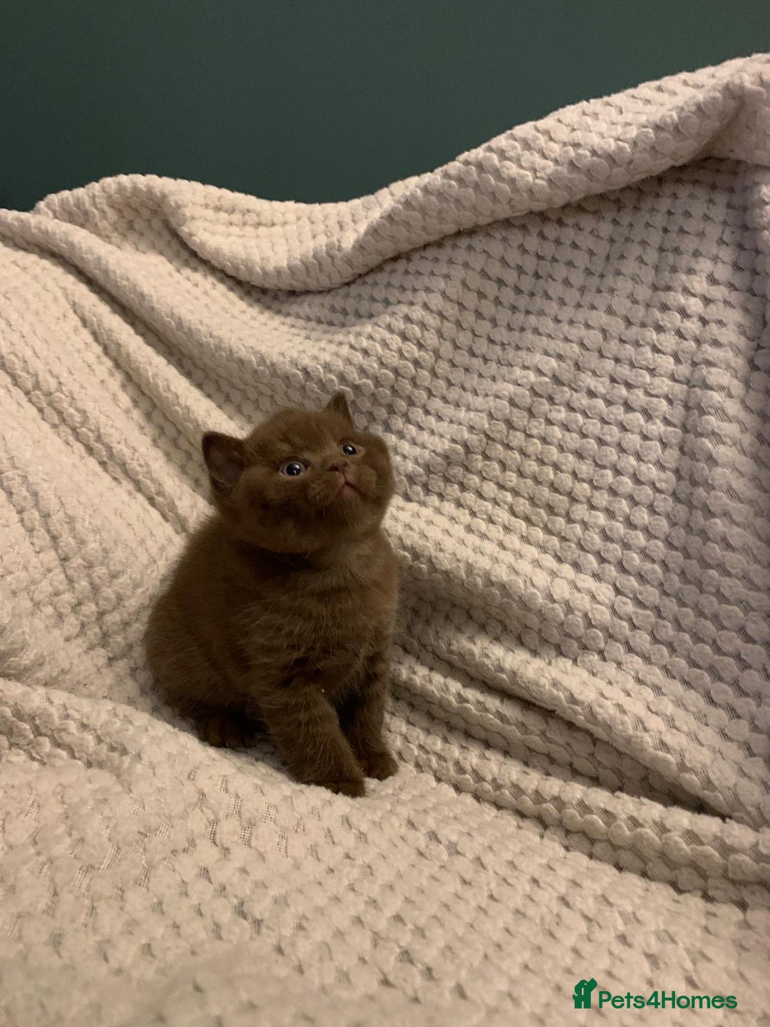 British Shorthair cats for sale: GCCF British shorthair kittens  - Advert 17