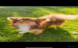 Chihuahua dogs for sale: Beautiful female available  - Image 3