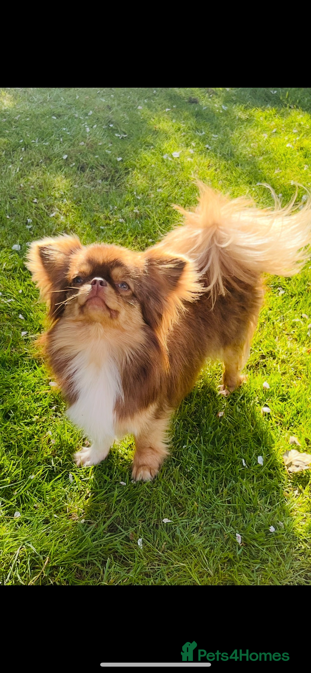 Chihuahua dogs for sale: Beautiful female available  - Image 3