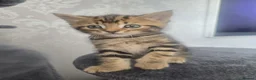 Persian cats for sale: 4 X doll faced Persian kittens cross  - Advert 20