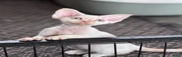 Devon Rex cats for sale: Fantastic Pedigree Devon Rex - Advert 12