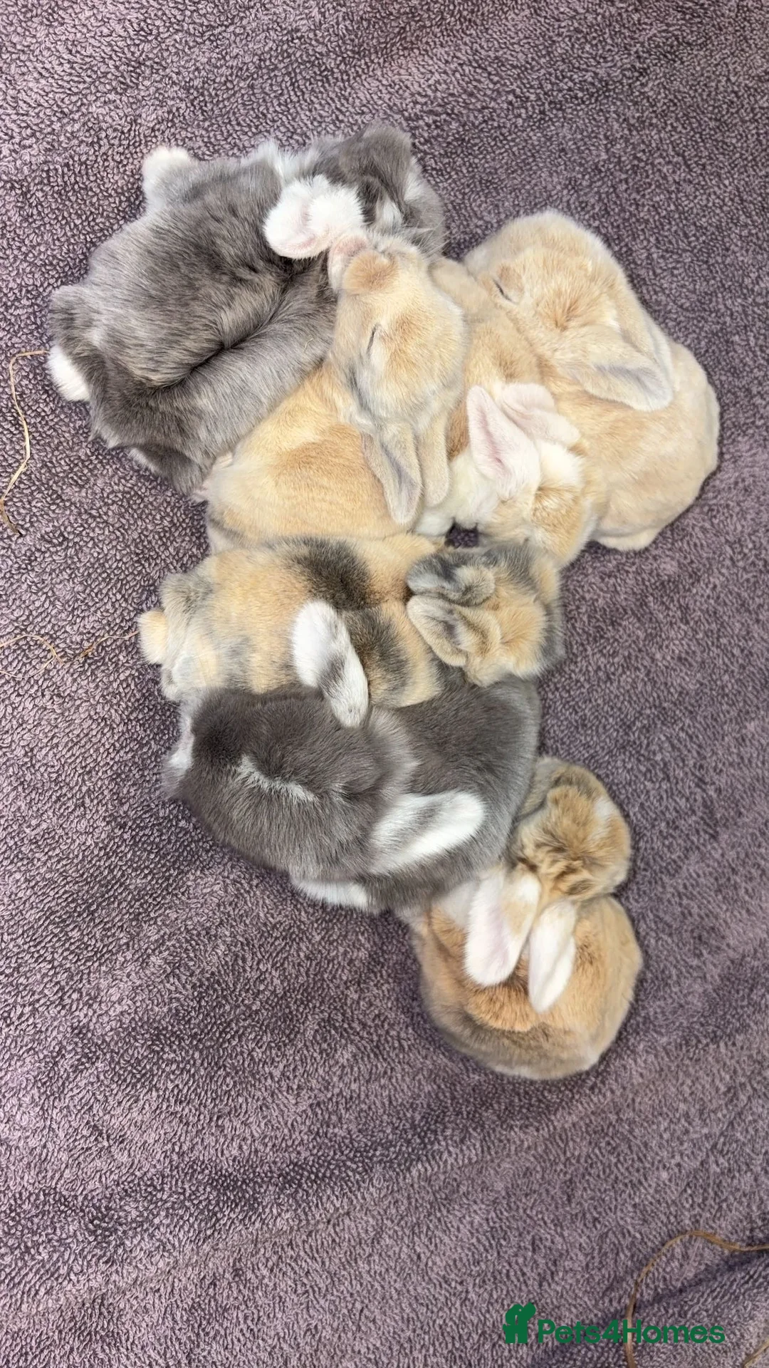 Mini Lop rabbits for sale: Mini lion lop & mini loop - Advert 1