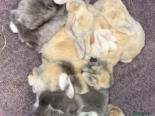 Mini Lop rabbits Mini lion lop & mini loop - Advert 2