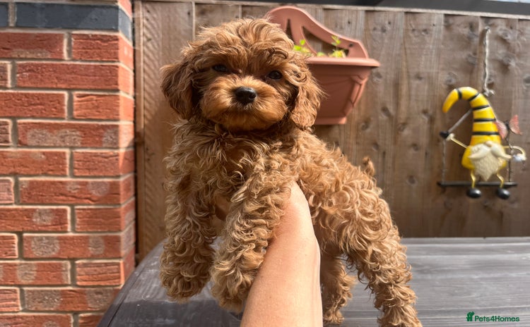 Cavapoo dogs - Advert 1