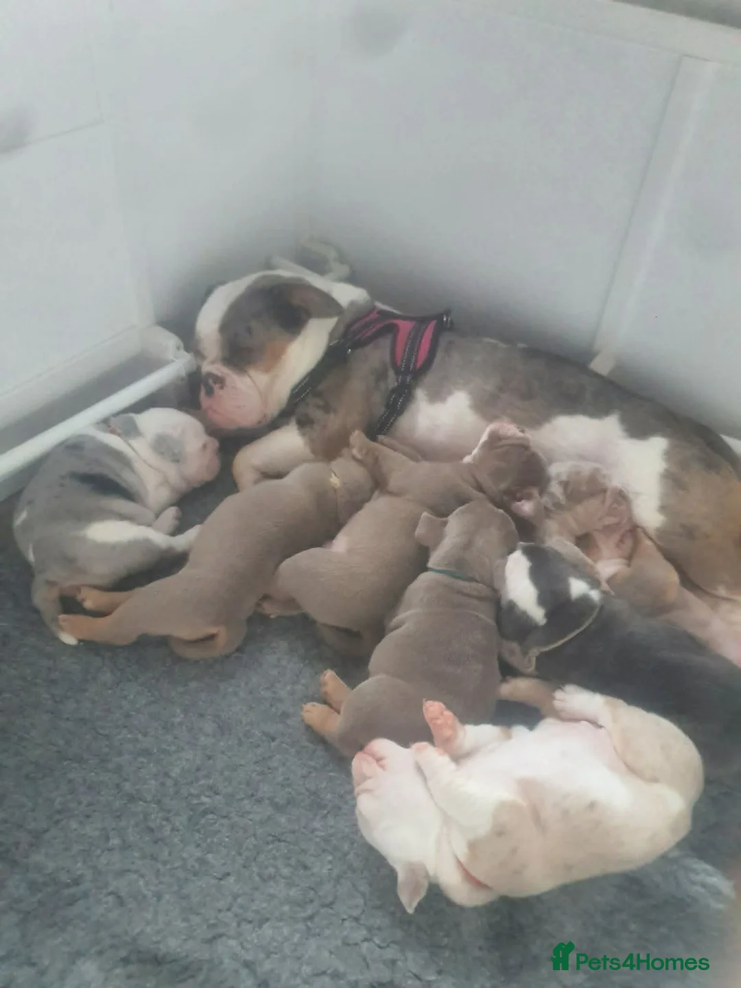 English Bulldog dogs for sale: F1 Mini bull x Kc reg English bulldog - Advert 2