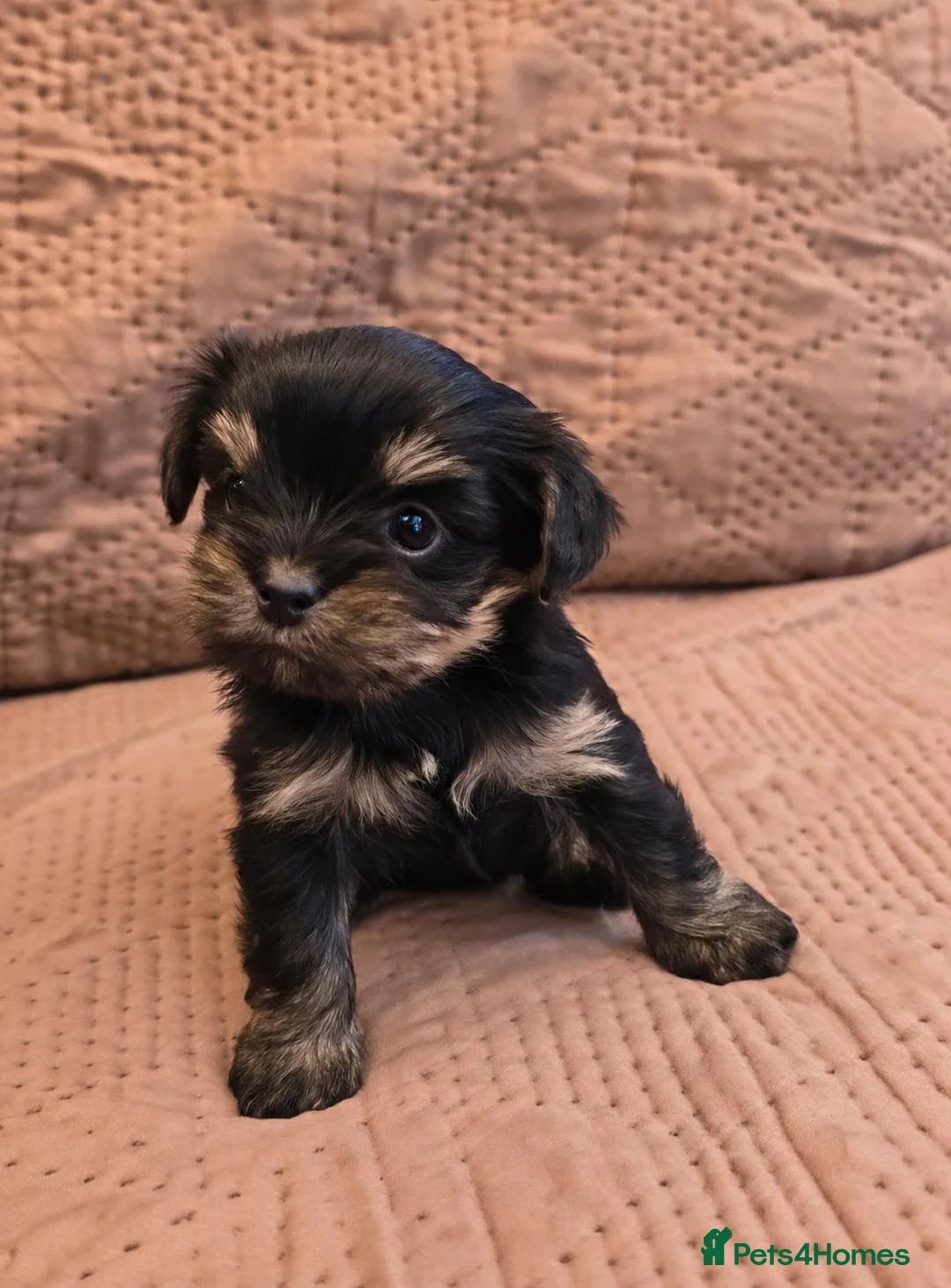 Yorkshire Terrier dogs for sale: Mini Yorkshire Terrier up to 2.2kg - Advert 8