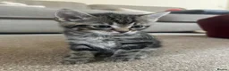 Mixed Breed cats for sale: Beautiful Female Kittens – Ready to Leave 19/06 in Holt - Advert 6