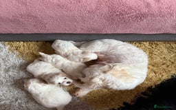Maltese dogs for sale: Bichon Maltese - Image 2
