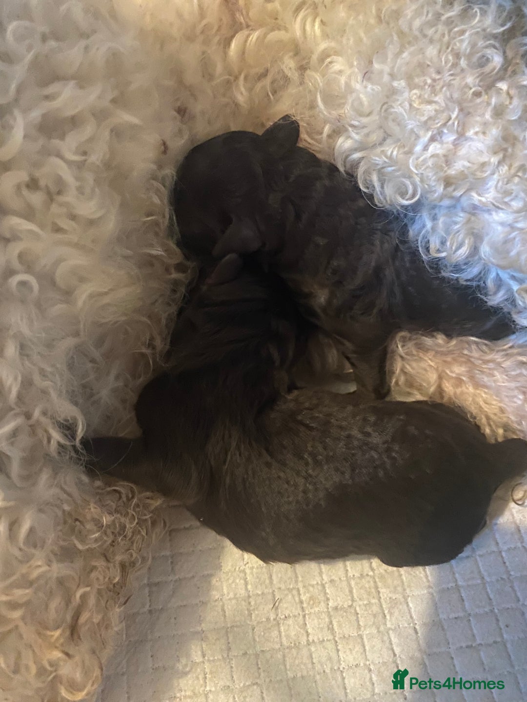 Maltipoo dogs for sale: 🩷Exceptional Maltipoo Ladies🩷 - Image 9