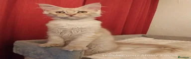 Maine Coon Kitten 2