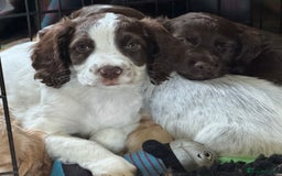 Cocker Spaniel dogs for sale: Beautiful working cocker spaniels 2 boys left  - Image 1