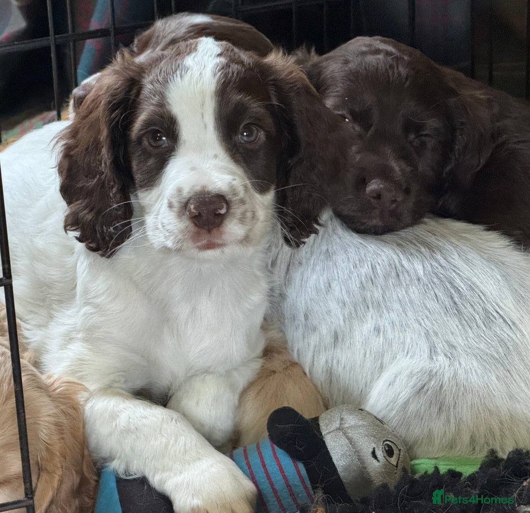 Cocker Spaniel dogs for sale: Beautiful working cocker spaniels 2 boys left  - Image 1