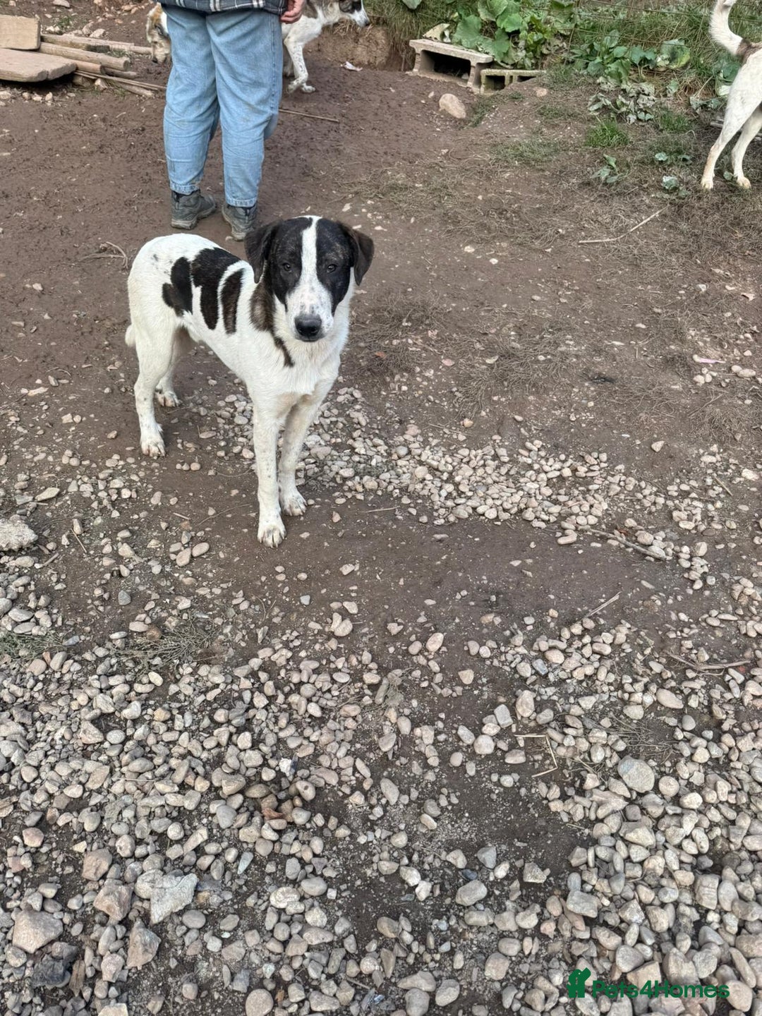 Mixed Breed dogs for adoption: MJ is looking for a family  - Advert 8