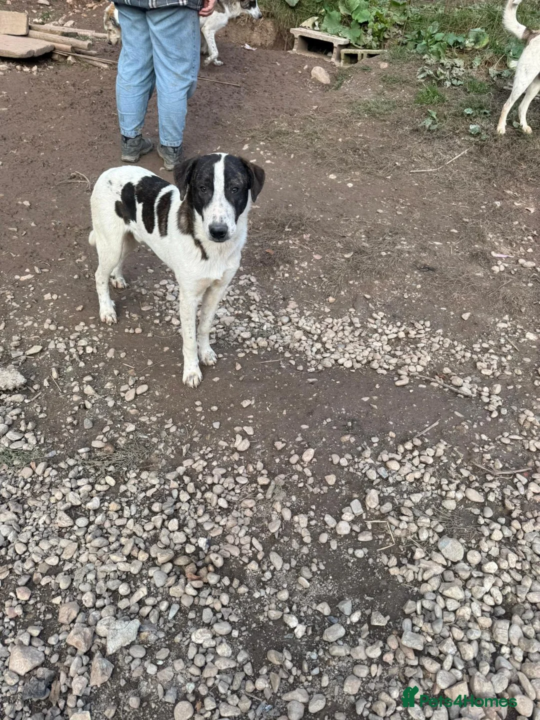 Mixed Breed dogs for adoption: MJ is looking for a family  - Advert 8