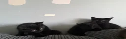 Mixed Breed cats for sale: 5 Beautiful Black Mixed Breed Kittens - Advert 6