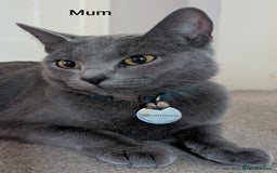 Russian Blue cats for sale: Intelligent & Balanced Russian Blue Cross Kittens - Image 6
