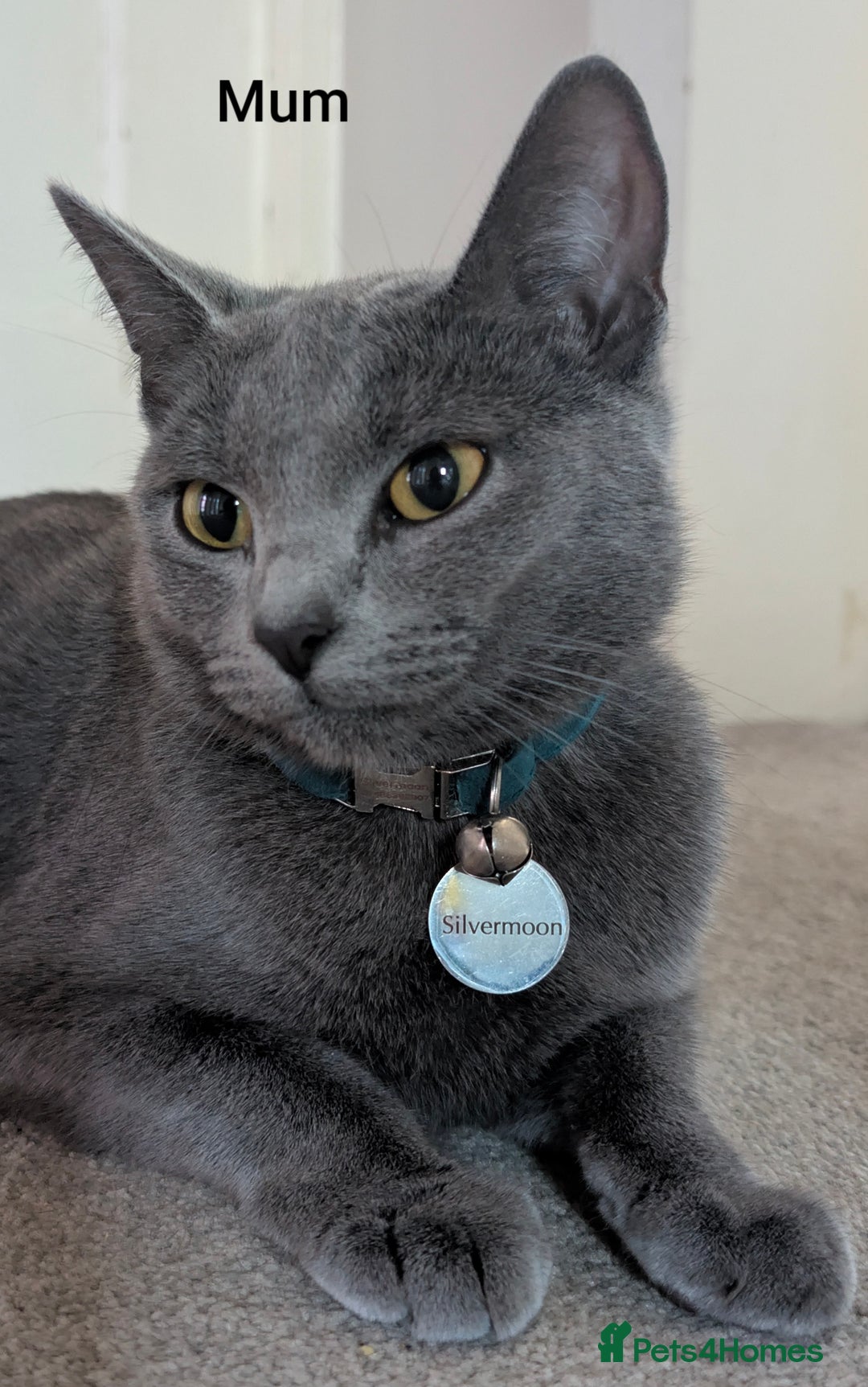 Russian Blue cats for sale: Intelligent & Balanced Russian Blue Cross Kittens - Image 6